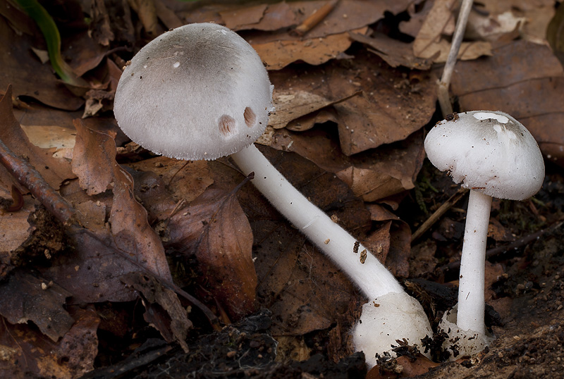 Volvariella caesiotincta